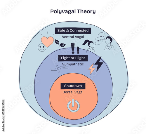 Polyvagal Theory shows three nervous system states, Safe and Connected, Fight or Flight, and Shutdown, using icons and layered circles, transparent background. Doodle style diagram