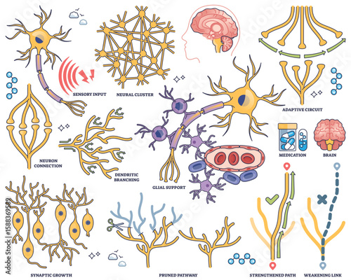 Neuroplasticity shows neuron connections, dendritic branching, and adaptive circuits illustrating brains ability to reorganize, transparent background. Outline style collection