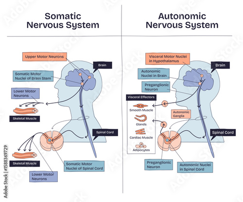 Somatic vs autonomic nervous system shows differences in neural pathways, muscle control, and target effectors, transparent background. Main objects, brain, spinal cord, muscles. Doodle style diagram