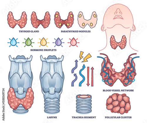 Thyroid gland anatomy is shown with parathyroid nodules, hormone droplets, and blood vessel network in clear outline illustrations, transparent background. Outline style collection