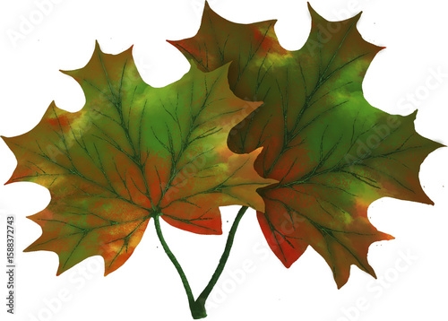 leaves