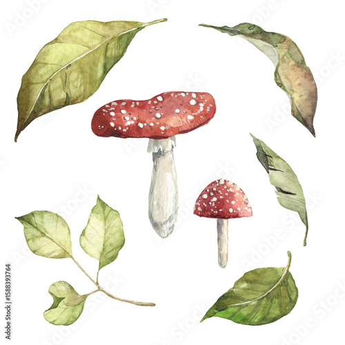 Set of detailed watercolor forest illustrations - green fallen leaves, fly agaric amanita mushrooms. Forest gathering objects isolated on transparent background