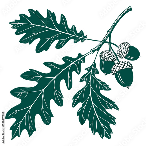 Oak Branch's Detailed Illustration: A detailed illustration of an oak branch, featuring a sprig of leaves and a cluster of acorns. The image conveys a sense of botanical accuracy and intricate design.