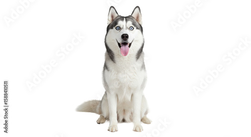 Playful Siberian Husky Sitting Pose.
