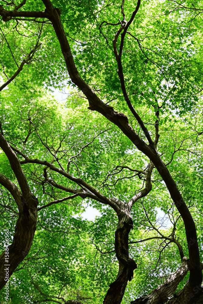 Naklejka premium 蘇州・留園