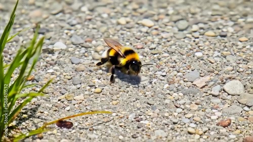Bee foraging for nectar on gravelly ground with green grass in natural outdoor environment