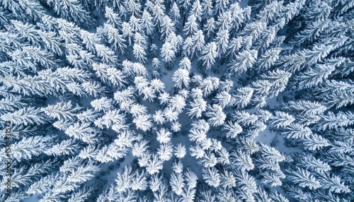 Snow Covered Forest Aerial View