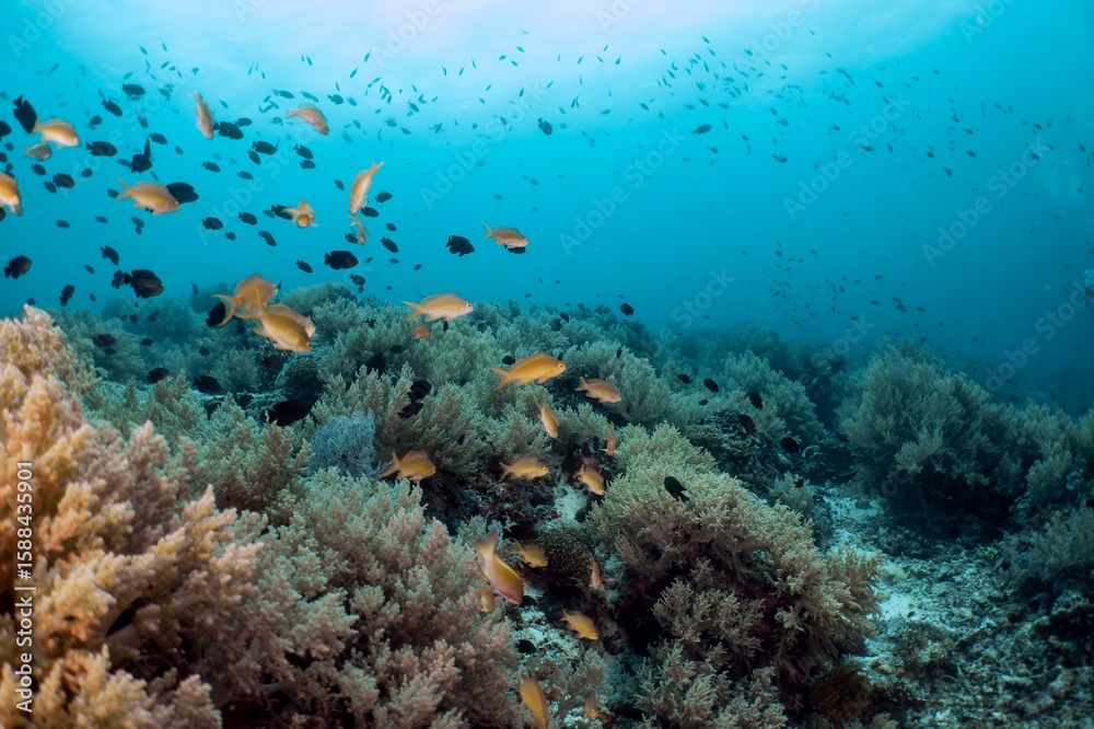 Fototapeta premium Vibrant coral reef teeming with fish in a tropical ocean.