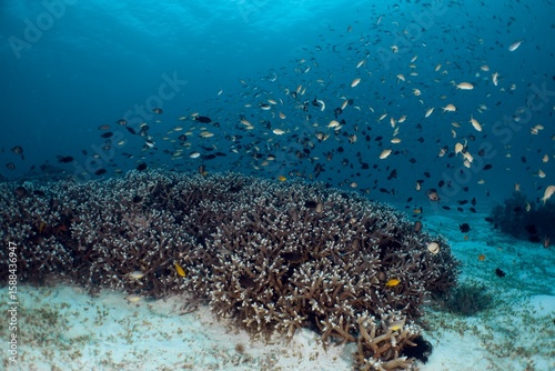 Fototapeta Naklejka Na Ścianę i Meble -  Vibrant coral reef teeming with a school of fish in crystal-clear waters.