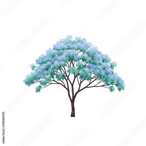 Jacaranda tree illustration with delicate blue and green foliage against a white backdrop, concept for architecture design, landscape design and tree element for environment and garden.