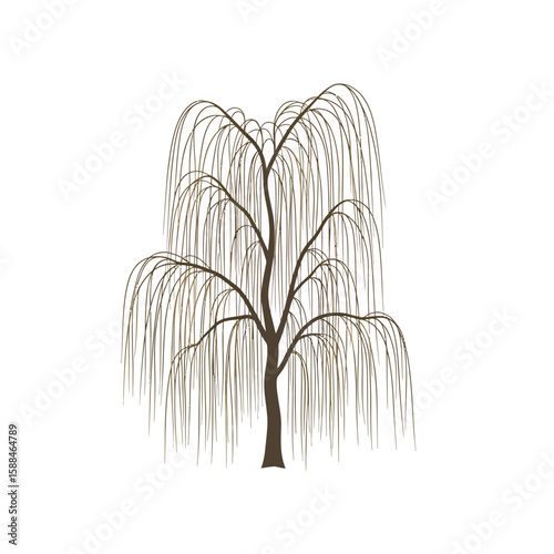 A weeping willow tree isolated on white background featuring long, cascading branches, concept for architecture design, landscape design and tree element for environment and garden