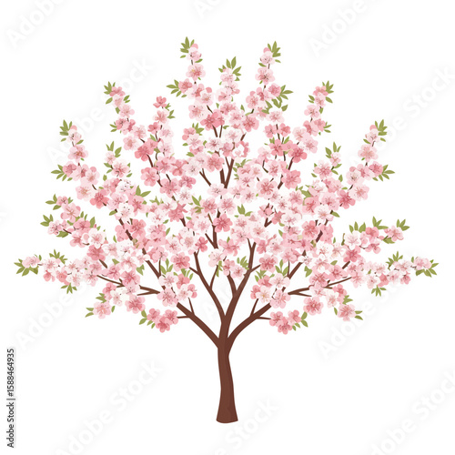 Isolated Prunus serrulata tree with delicate pink blossoms blooming against a white background, concept for architecture design, landscape design and tree element for environment and garden.