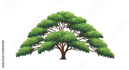 Illustration of a mature, flat-top Acacia tree with dense green foliage, concept for architecture design, landscape design and tree element for environment and garden