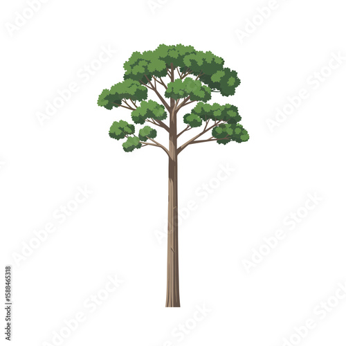 Illustration of a tall, straight Loblolly Pine tree with dense green foliage against a white background, concept for architecture design, landscape design and tree element for environment and garden