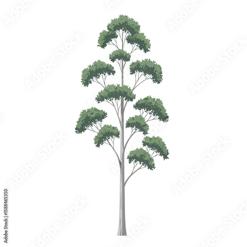 Illustration of a eucalyptus tree with a straight trunk and dense green foliage, concept for architecture design, landscape design and tree element for environment and garden