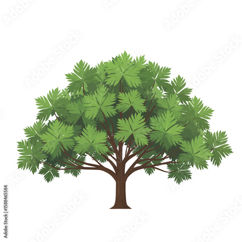 Green leafy Acer platanoides tree with a robust trunk, concept for architecture design, landscape design and tree element for environment and garden