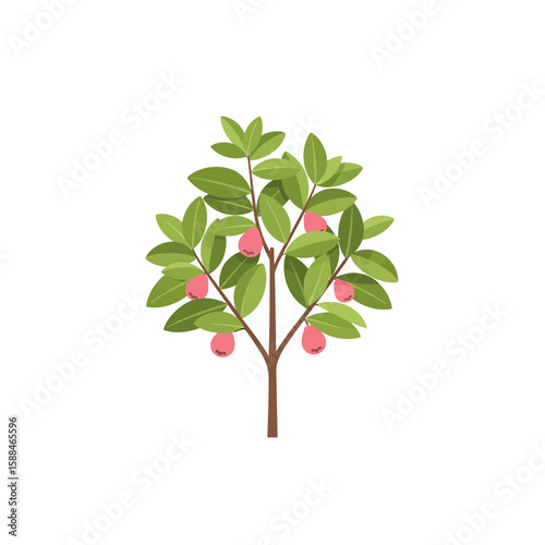 Guava tree with green leaves and ripening pink fruits, concept for architecture design, landscape design and a tree element for an environment
