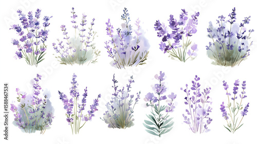 Delicate watercolor illustration of Provence lavender fields at springtime, soft purple and green brush strokes, loose floral details, white space around, transparent background, perfect for wedding i