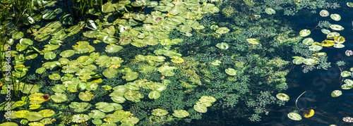 Duckweed and water lilies creating abstract patterns in a swamp