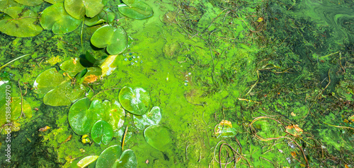 Fotografia Duckweed and aquatic plants creating abstract patterns in polluted water