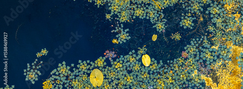 Foto Yellow and green water lilies and aquatic plants floating on dark blue water sur