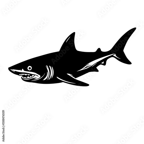 shark isolated on white