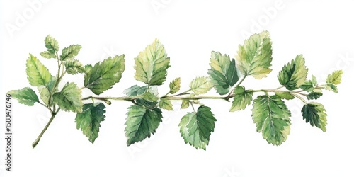 Be Nice to Nettles Week Green perilla leaves watercolor illustration of lush herb foliage