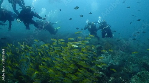 Wallpaper Mural Experiência de mergulho com tartarugas e corais na Tailândia
 Torontodigital.ca