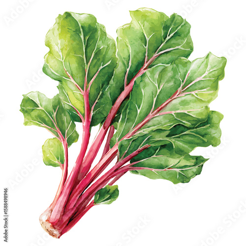 Watercolor swiss chard illustration fresh green leaves and red stems isolated on transparent background png vector