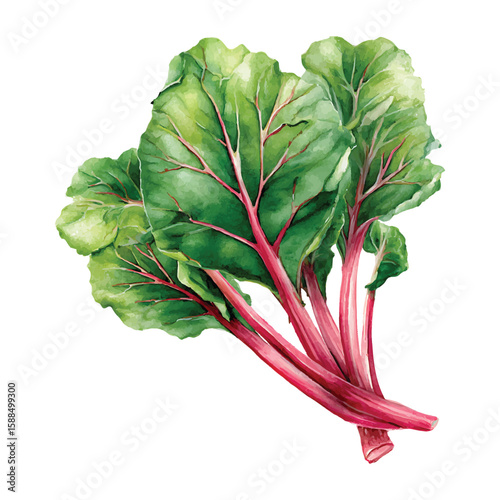Watercolor painting of fresh rhubarb stalks with leaves on transparent background png vector