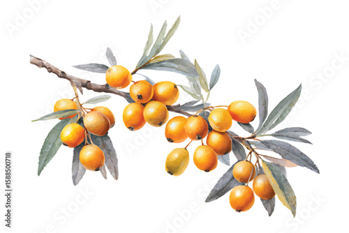 Watercolor illustration of sea buckthorn branch with berries isolated on transparent background png vector
