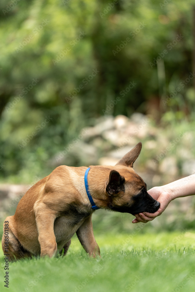 Obraz premium Playful Belgian Malinois puppies running and playing on a green grass field outdoors on a sunny day. Happy, active dogs ennjoying nature, training and having fun. Purebred working dog breed, energetic