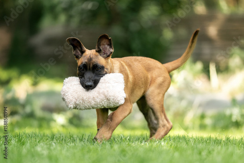 Playful Belgian Malinois puppies running and playing on a green grass field outdoors on a sunny day. Happy, active dogs ennjoying nature, training and having fun. Purebred working dog breed, energetic