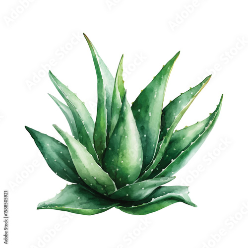 Aloe vera watercolor painting fresh green leaves on transparent background vector png