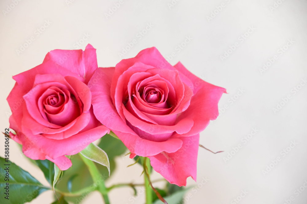Fototapeta premium ピンクのばら