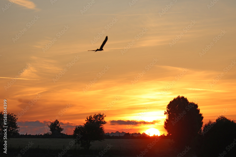 Obraz premium un milan au soleil levant