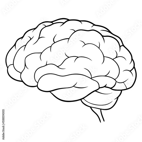human brain vector illustration