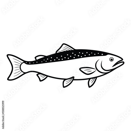 a Trout fish line art vector illustration. isolated white background