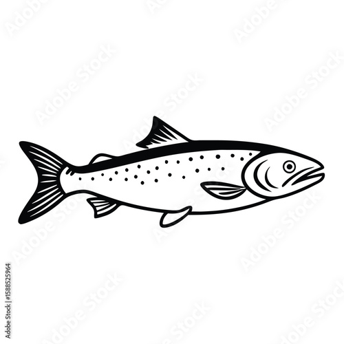 a Trout fish line art vector illustration. isolated white background