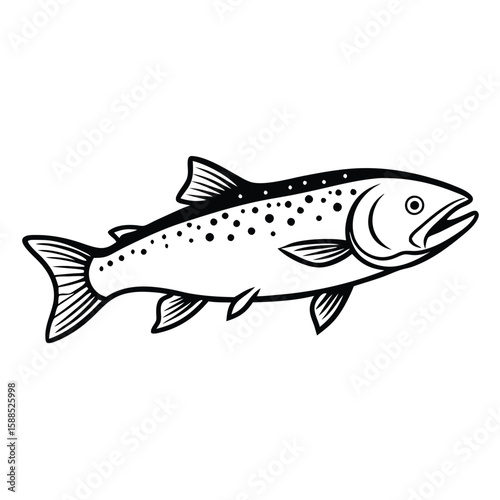 a Trout fish line art vector illustration. isolated white background