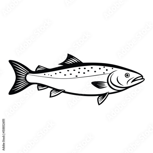 a Trout fish line art vector illustration. isolated white background