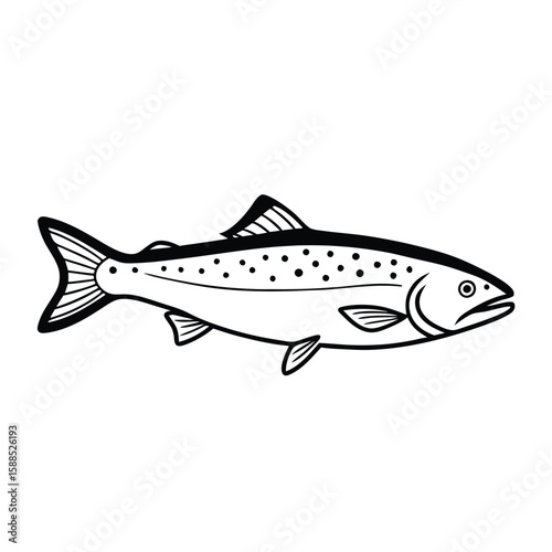 a Trout fish line art vector illustration. isolated white background