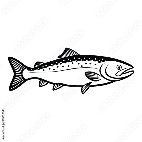 a Trout fish line art vector illustration. isolated white background