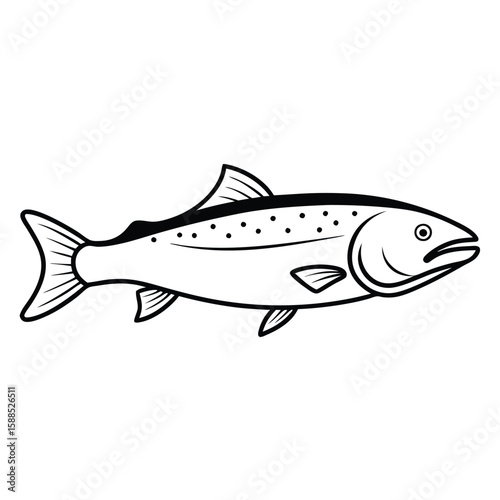 a Trout fish line art vector illustration. isolated white background