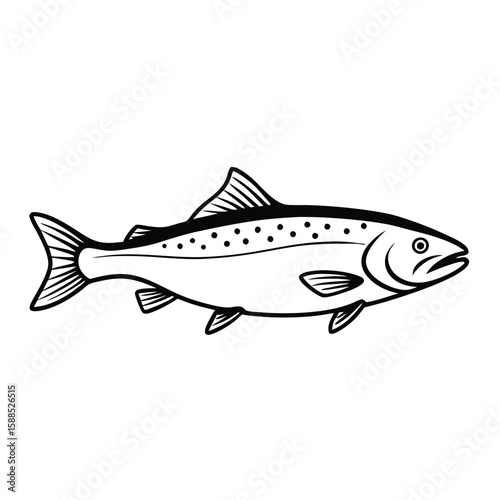 a Trout fish line art vector illustration. isolated white background
