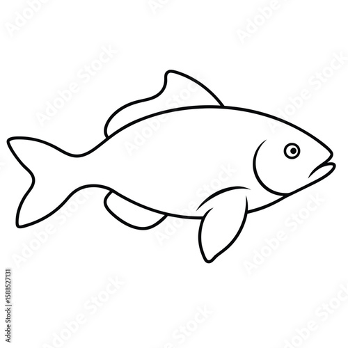Carp fish line art illustration, isolated white background 