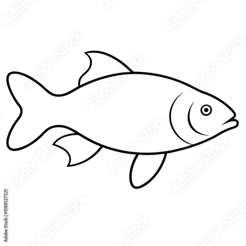 Carp fish line art illustration, isolated white background 