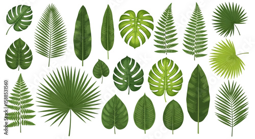 A collection of various detailed green tropical leaves isolated on white background.