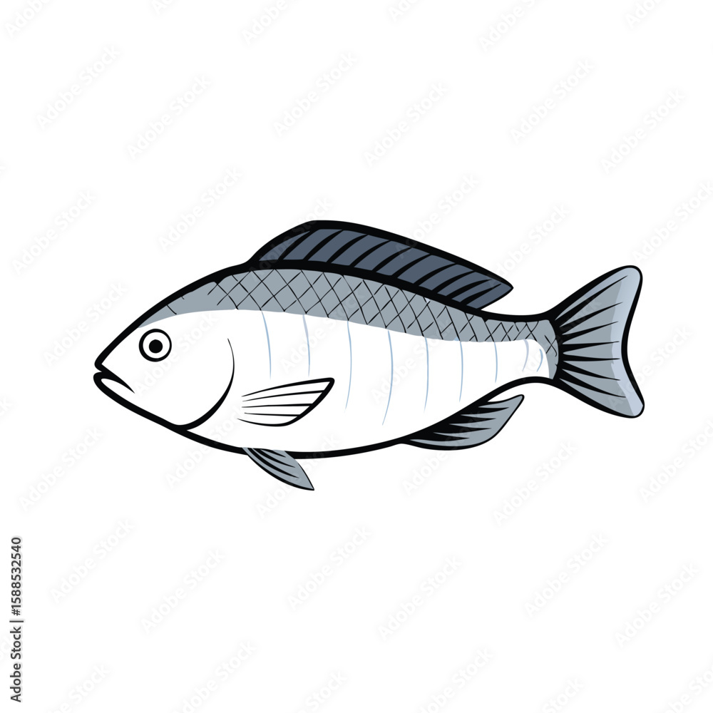 Fototapeta premium Tilapia fish line art illustration, isolated white background