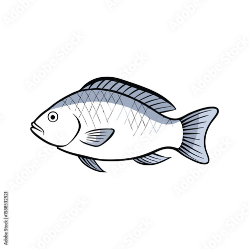 Tilapia fish line art illustration, isolated white background